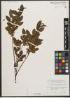 Foto von Salix waldsteiniana Willd.